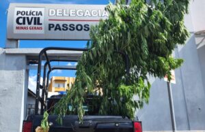 Polícia Civil apreende plantação de maconha dentro de casa desocupada em Passos, MG