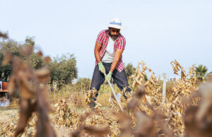 STF altera obrigação com o Funrural para compradores e cooperativas