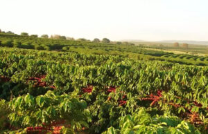 CNC contribui na representação nacional da produção cafeeira
