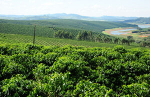 Safra mineira de café deve alcançar 27,5 milhões de sacas em 2023