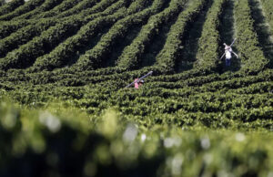 Primeiro levantamento da safra 2023 de café indica uma produção de 54,94 milhões de sacas