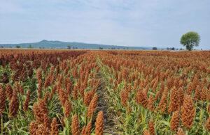 Advanta lança, em Minas, sementes de sorgo com tecnologia que combate plantas daninhas e garante alta produtividade