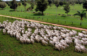 Agronegócio já representa 22,6% do Produto Interno Bruto do estado