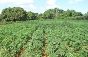 Governo de Minas direciona mais de R$ 5 mi para apoio agricultores familiares do semiárido mineiro
