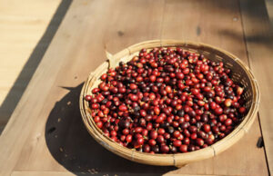 Até 2027, Nestlé deve investir R$40 mi para ampliar cafeicultura regenerativa no Brasil