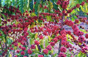 Epamig participa de 1º Seminário sobre Café Conilon em Ouro Verde de Minas (MG)