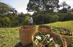 Ao completar 50 anos, ABIC promove a qualidade do café