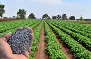 Entregas de fertilizantes cresceram 6,7% em fevereiro