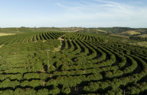 Associação dos Cafeicultores do Sudoeste de Minas e Sebrae lançam marca território para valorizar a origem produtora