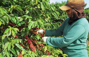 Brasil já colheu 45% do café de 2023, ou quase 30 mi sacas, diz Safras
