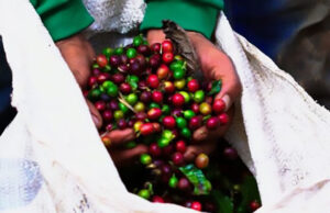 Cooperativa cafeeira de Minas Gerais informa andamento da colheita