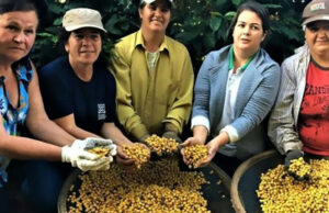 Cafeicultura é destaque na agenda estratégica da Emater-MG