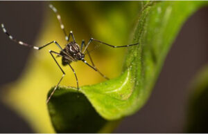 Número de mortes confirmadas por dengue sobe para 37 no Sul de MG; casos prováveis da doença seguem em queda