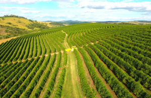 5º Fórum Café e Clima da Cooxupé apresentará interferências climáticas na safra cafeeira em diversas regiões do Brasil