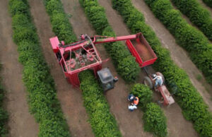 Cooperativa mineira apresenta evolução na colheita de café