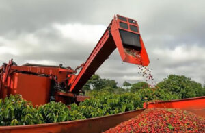 Cooperativa mineira informa andamento da colheita de café em sua área