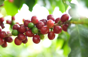Cooxupé promove amanhã o 5º Fórum Café e Clima