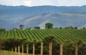 Fórum Café e Clima: produção de café depende de manejo do produtor, fisiologia do cafeeiro e condições meteorológicas