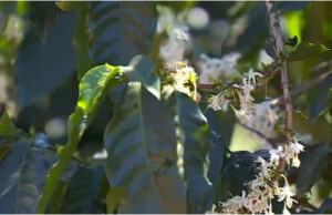 Florada antecipada surpreende cafeicultores no Sul de Minas; entenda impactos na safra de 2024