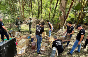 Operação apreende 300 pássaros da fauna silvestre em Guaxupé; 13 pessoas são levadas para a delegacia