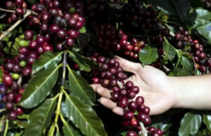 Café da Canastra conquista Indicação Geográfica (IG)