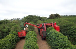 Após quatro meses, Cooxupé finaliza colheita de café