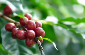 Produção de café está estimada em 54,36 milhões de sacas em 2023, segundo Conab