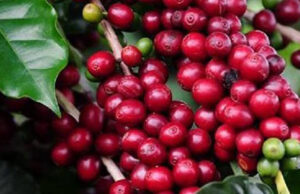 Técnicos da Emater-MG de várias regiões farão imersão em cafeicultura durante a Semana Internacional do Café