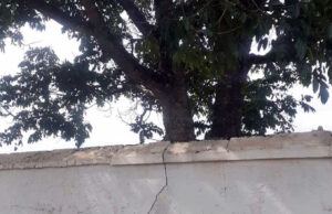 Paulinho Picolé solicita que seja cortada árvore que está comprometendo muro do Cemitério Municipal