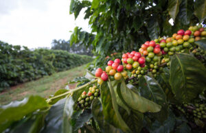 OIC prevê pequeno excedente global de café em 2023/24