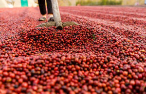 Feira Nacional de Irrigação em Cafeicultura (Fenicafé) tem data marcada para 2024