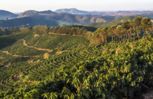 Agro mineiro tem superávit de US$ 10,8 bi em 2023
