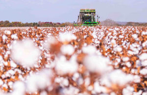 Minas Gerais alcança a maior produtividade algodoeira do país