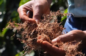 Aprenda como proteger sua lavoura de café contra os nematoides