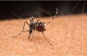 SES-MG confirma 2ª morte por dengue no Sul de Minas; vítima morava em Arceburgo