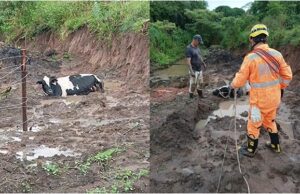 Vaca fica presa em brejo e é resgatada pelo Corpo de Bombeiros em São Sebastião do Paraíso, MG