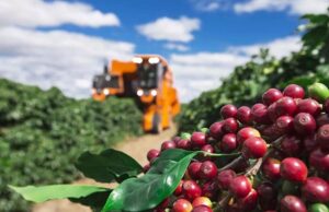 Safra de café do Brasil em 2024/25 projetada em 67,15 mi sacas, diz Comexim