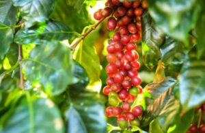Pacto sobre transformação sustentável do setor cafeeiro