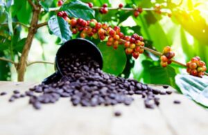 10 tendências para o café em 2024
