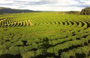 Café/Cepea: Chuvas em fevereiro aliviam situação de lavouras