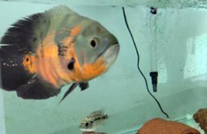 Peixes ornamentais movimentam mais de R$ 10 milhões por ano em Minas Gerais