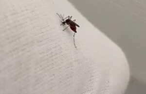 Aedes Aegypti: Experimento de universidade de MG mostra que mosquito pode picar até por cima da roupa