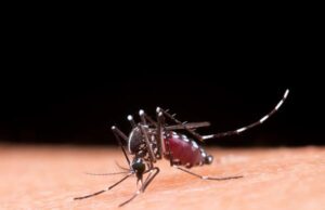 Dengue: Prefeitura de Guaxupé confirma primeira morte pela doença