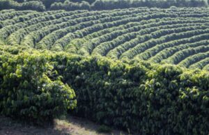 Clima: chuvas irregulares e temperaturas acima da média