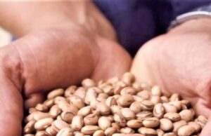 Agricultores atingidos pela seca começam a colher feijão de sementes doadas pelo Governo de Minas