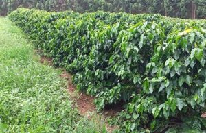Epamig e Embrapa Café avaliam novas cultivares em nove regiões cafeeiras de MG