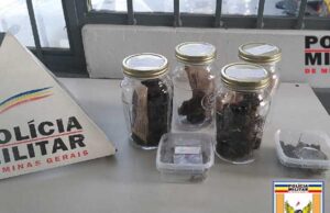 Microempreendedor é preso pela Polícia Rodoviária em Paraíso com potes de maconha