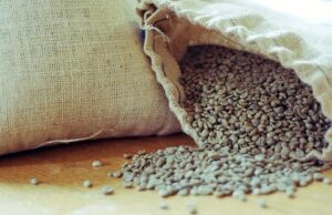 Café/Cepea: Arábica a robusta saltam 200 reais/sc em abril