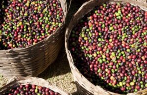 Colheita de café: normas de área de vivência, moradia e transporte