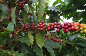 Cooxupé vê alta da safra de café do Brasil em 2025, grãos miúdos recém-colhidos em 2024